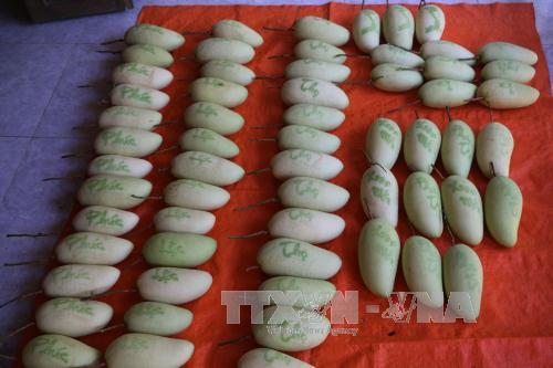 Xoài khắc chữ 'đắt như tôm tươi' ngày Tết 